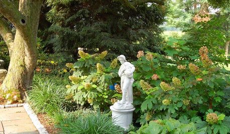 Notes And News From Shady Grove Gardens Hydrangeas Plants And