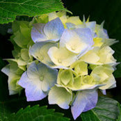 Priya Narula's photo