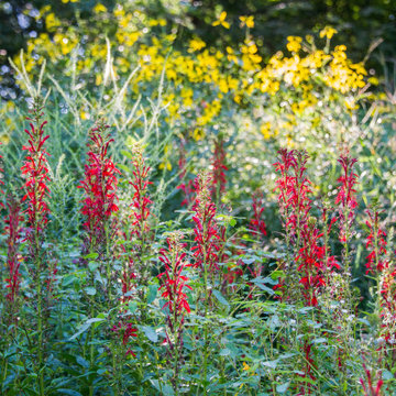 Terraced Native Habitat