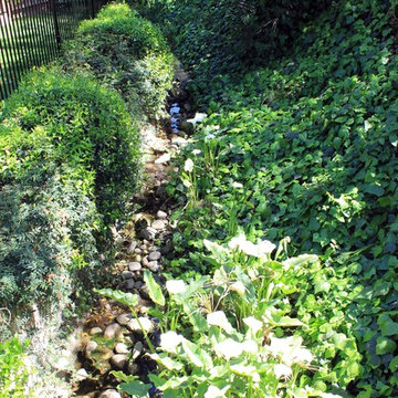 Stream and Bushes | Santa Monica CA | Project Centinela