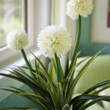 Plants