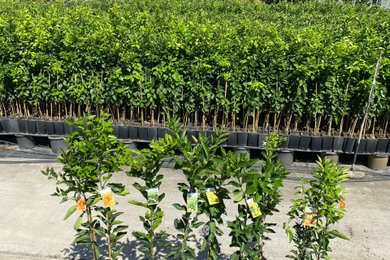 Introduction to our new range of Quality Citrus Fruit Trees: