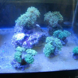 Fresh water and marine fish - Products