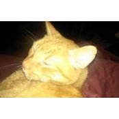 Debbie Candiotti's photo