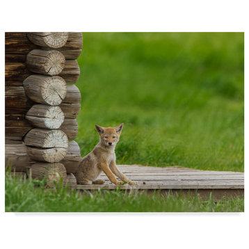 Galloimages Online 'Coyote Pup On Log Cabin Porch' Canvas Art, 32"x24"