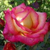Mirna Alfaro's photo