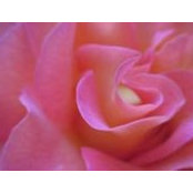 Maddie Looney's photo