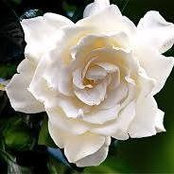 Diane Harrell's photo