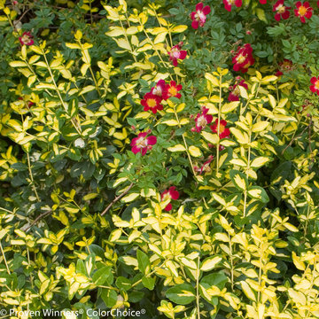 Blondy® Euonymus