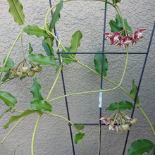 Plants