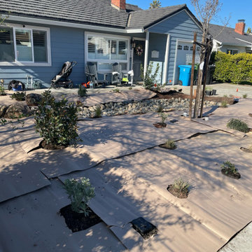 California Native Plants- Front and Back Yard Design