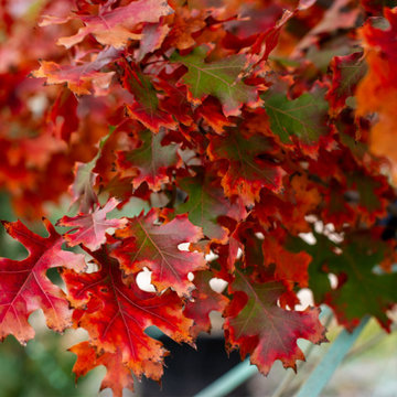 Shade Trees for Texas