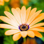 Amy's photo