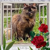 Janet McLaughlins billede
