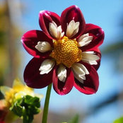 Shirley's photo