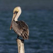 Dori Runyon's photo
