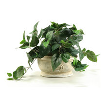 Plants