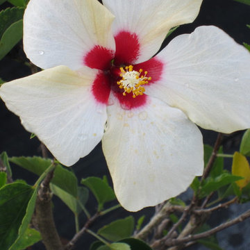Individual Plant Photos # 1:Customer Aid  (Not complete- hundreds will be here)