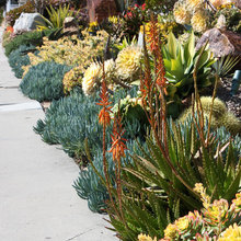succulents