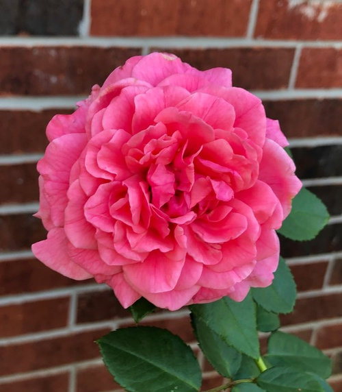 Kordes roses are amazing!