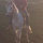 analia_perera