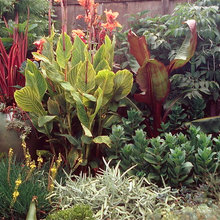 succulents in the garden