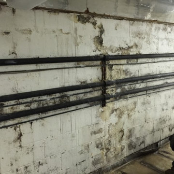 Mold Growing on Cement Walls