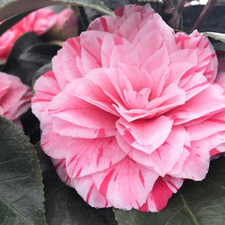 Current Featured Plants - Products