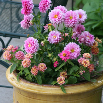 Summer Container Garden