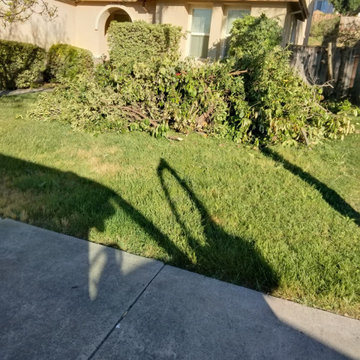 Sprinkler System Repair & Yard Cleanup