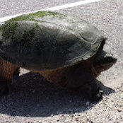 Shawn McNiven's photo