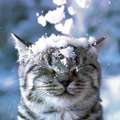 Anna Brillinger's photo