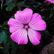 Tommy Simmons's photo