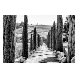 Douglas Page Photographic Arts - Sentinels Bw, Canvas Giclee, 12" X 8" - Prints And Posters