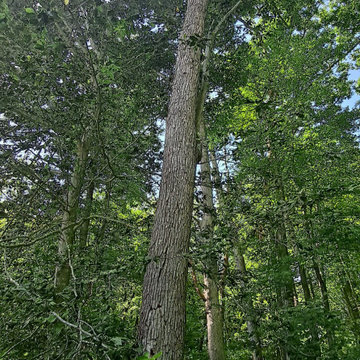 Tree Services
