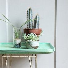 Plants