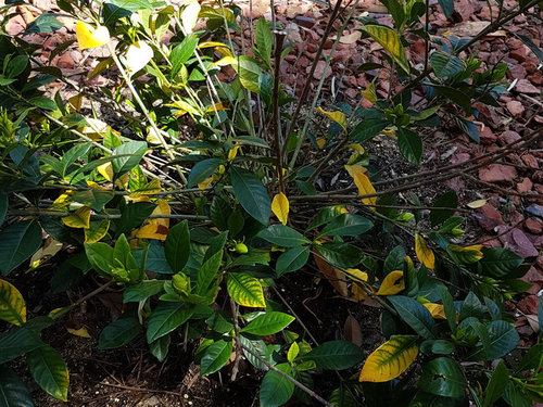 Gardenia Veitchii