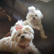 Gina Zahajko's photo