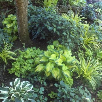Shade Plantings