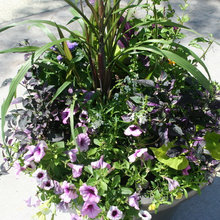 Pool Plants