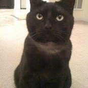 David Bommarito's photo