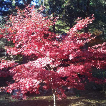 Japanese Maples