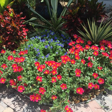 Tropical Accent Plants