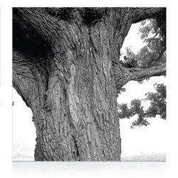 Oak Tree - Artwork