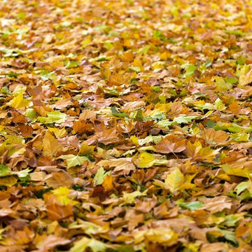 Stratford CT, Preparing Your Landscape for the Fall Season