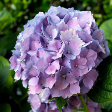 8 flores y plantas perfectas para el jardín