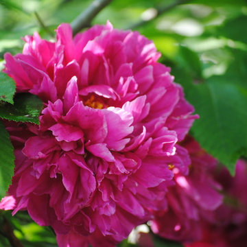 Trees and Shrubs