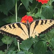 Suzanne Allison's photo