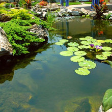 koi ponds