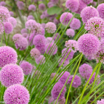 Garden photography - Decorative Onion